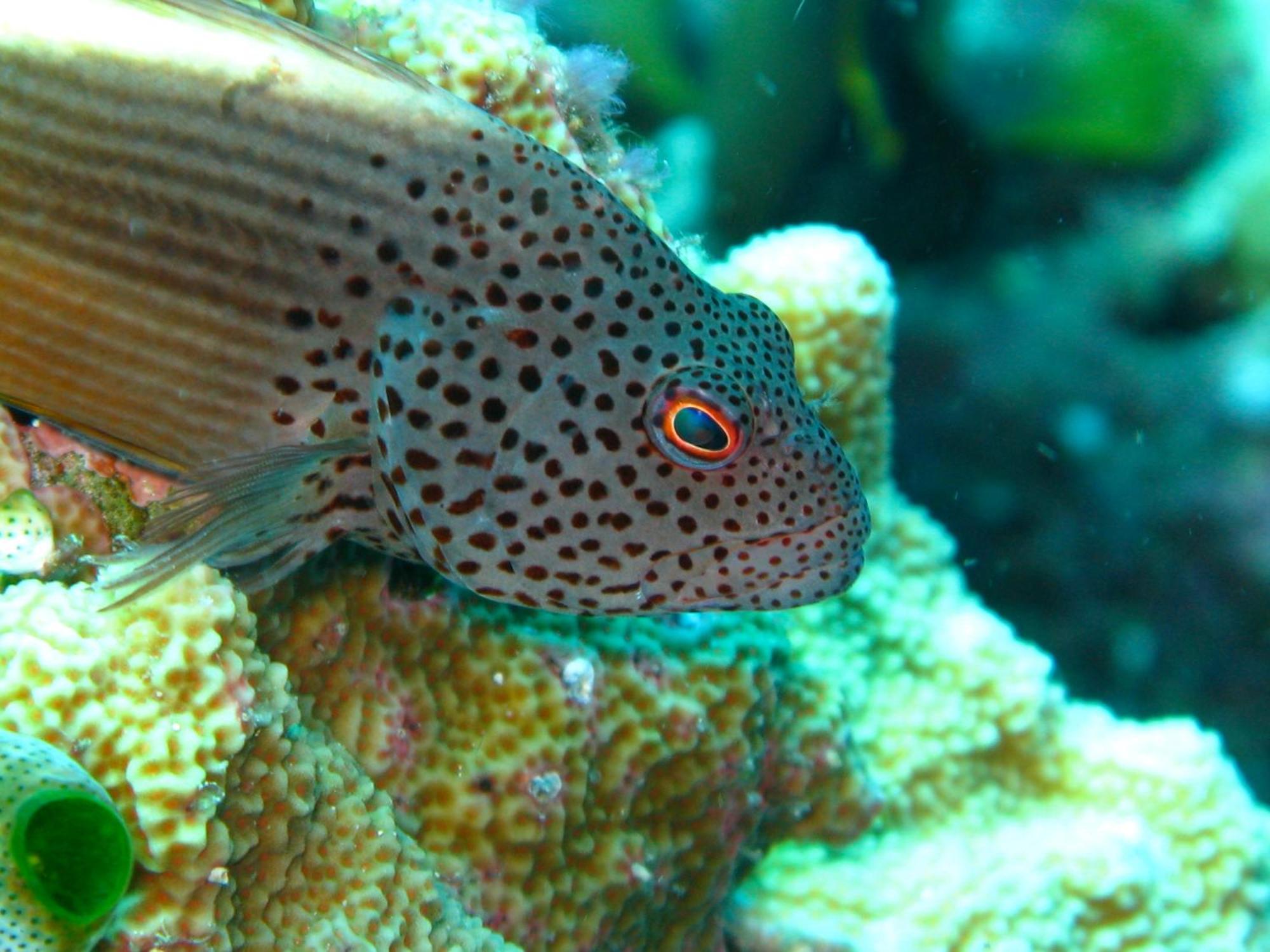 Bunaken Cha Cha Nature Resort Экстерьер фото