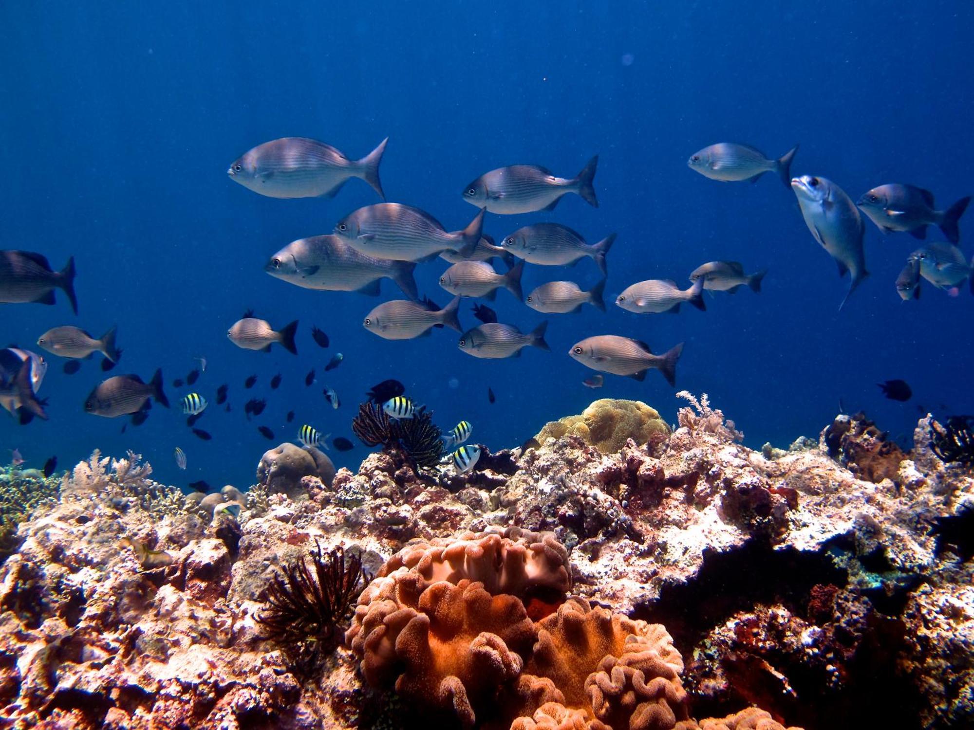 Bunaken Cha Cha Nature Resort Экстерьер фото